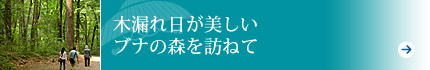 木漏れ日が美しいブナの森を訪ねて