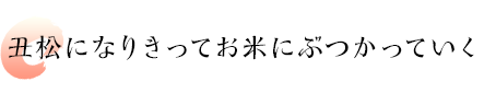 丑松になりきってお米にぶつかっていく