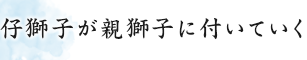 仔獅子が親獅子に付いていく